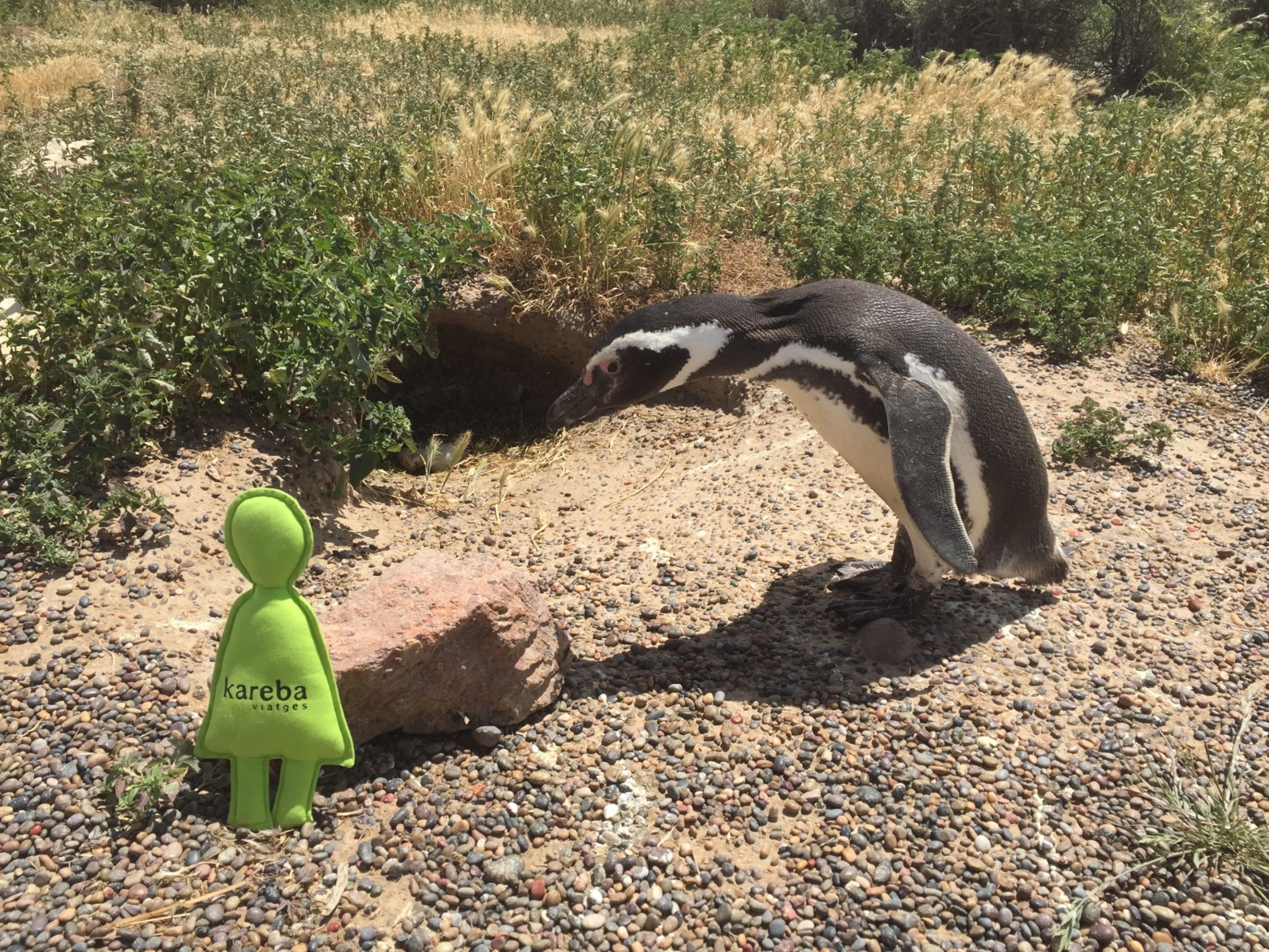 Fotografia guanyadora categoria:<br />
<br />
 Karebo