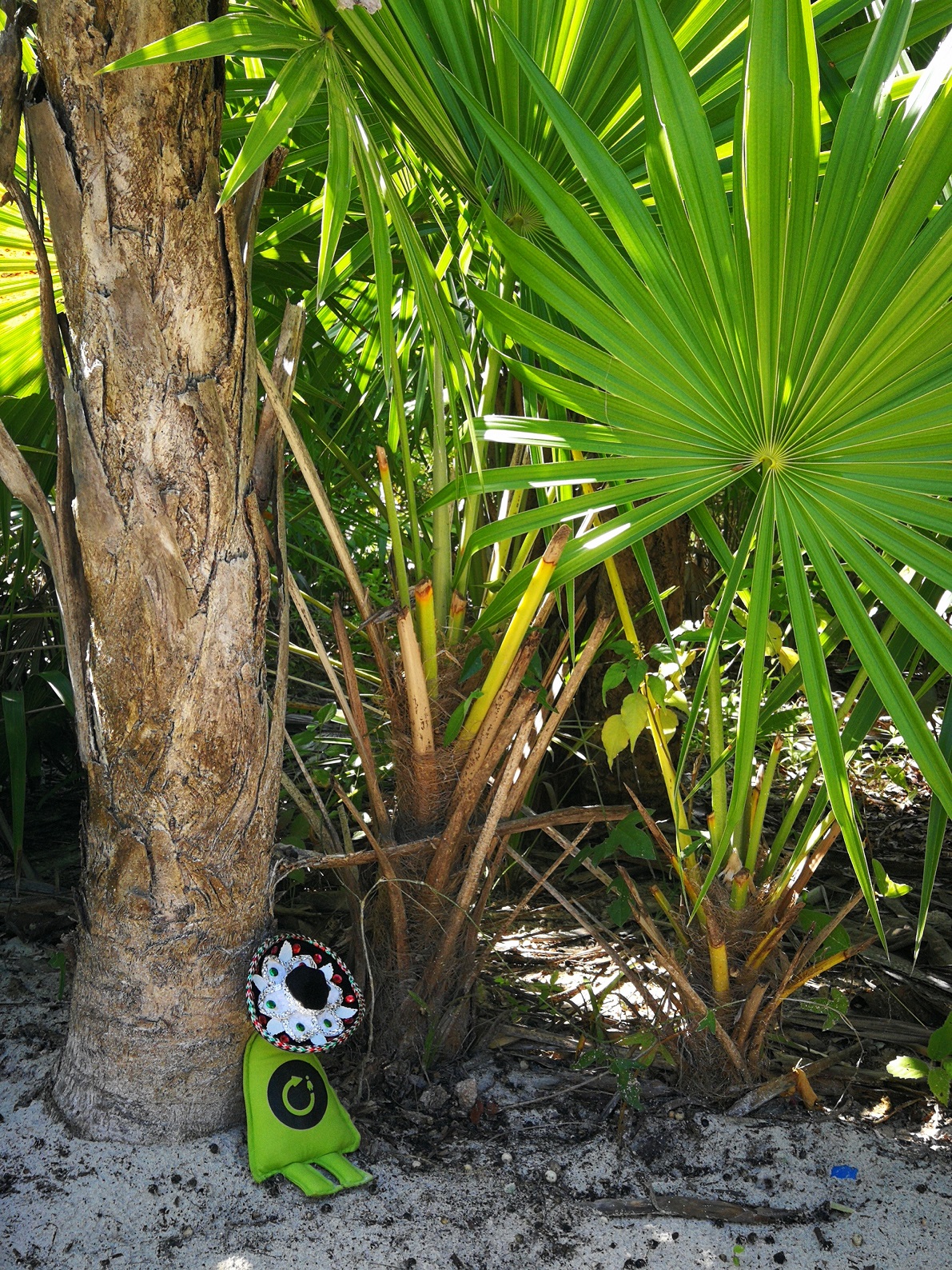 Pancho Karebo siempre encuentra una sombra para su siesta...
